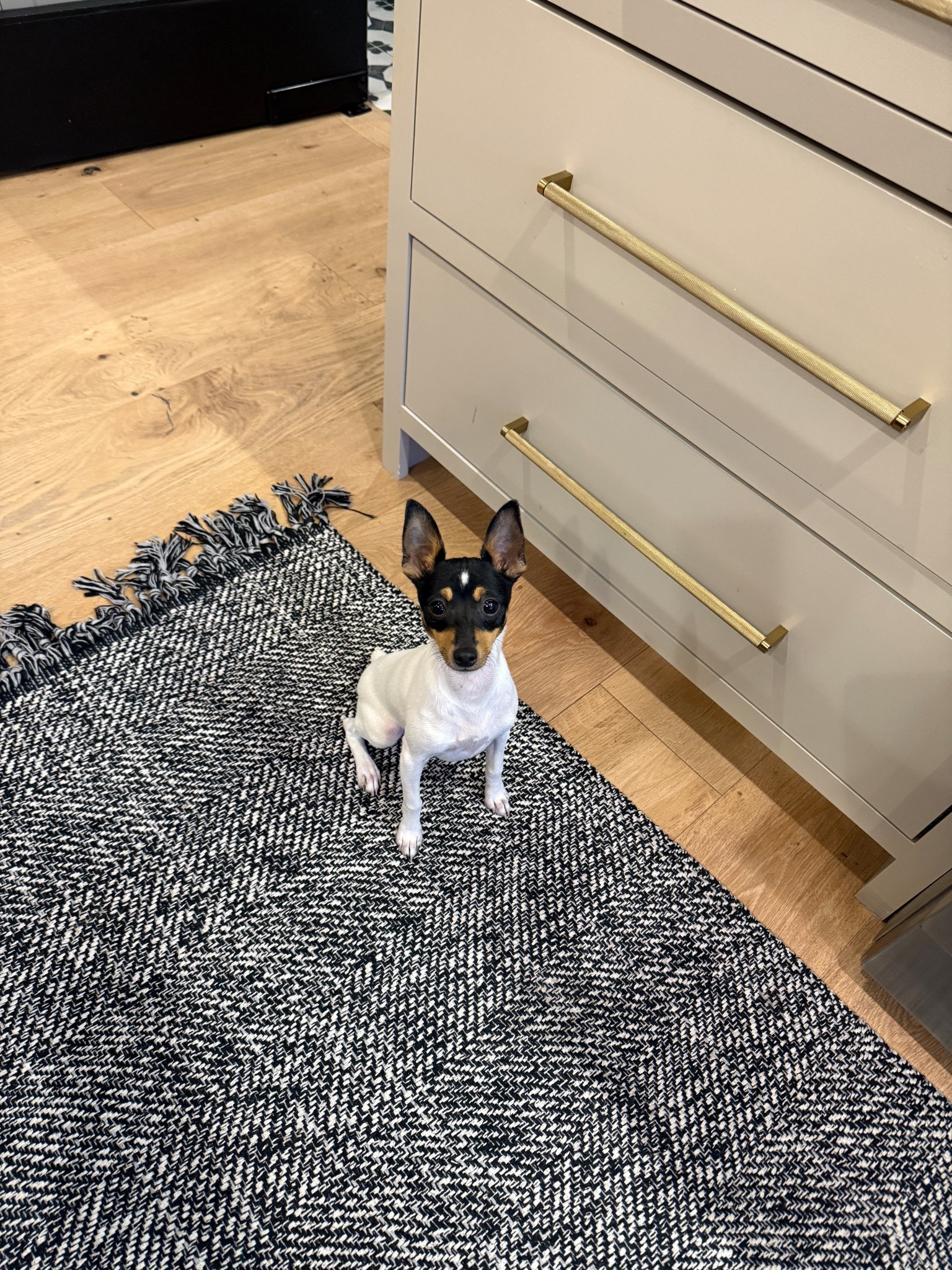 The biggest 5 lb dog ever! This rug is amazing quality, especially for the price. I do use corner rug pads grips under this one. 

#LTKdayinmylife #LTKSeasonal #LTKHome