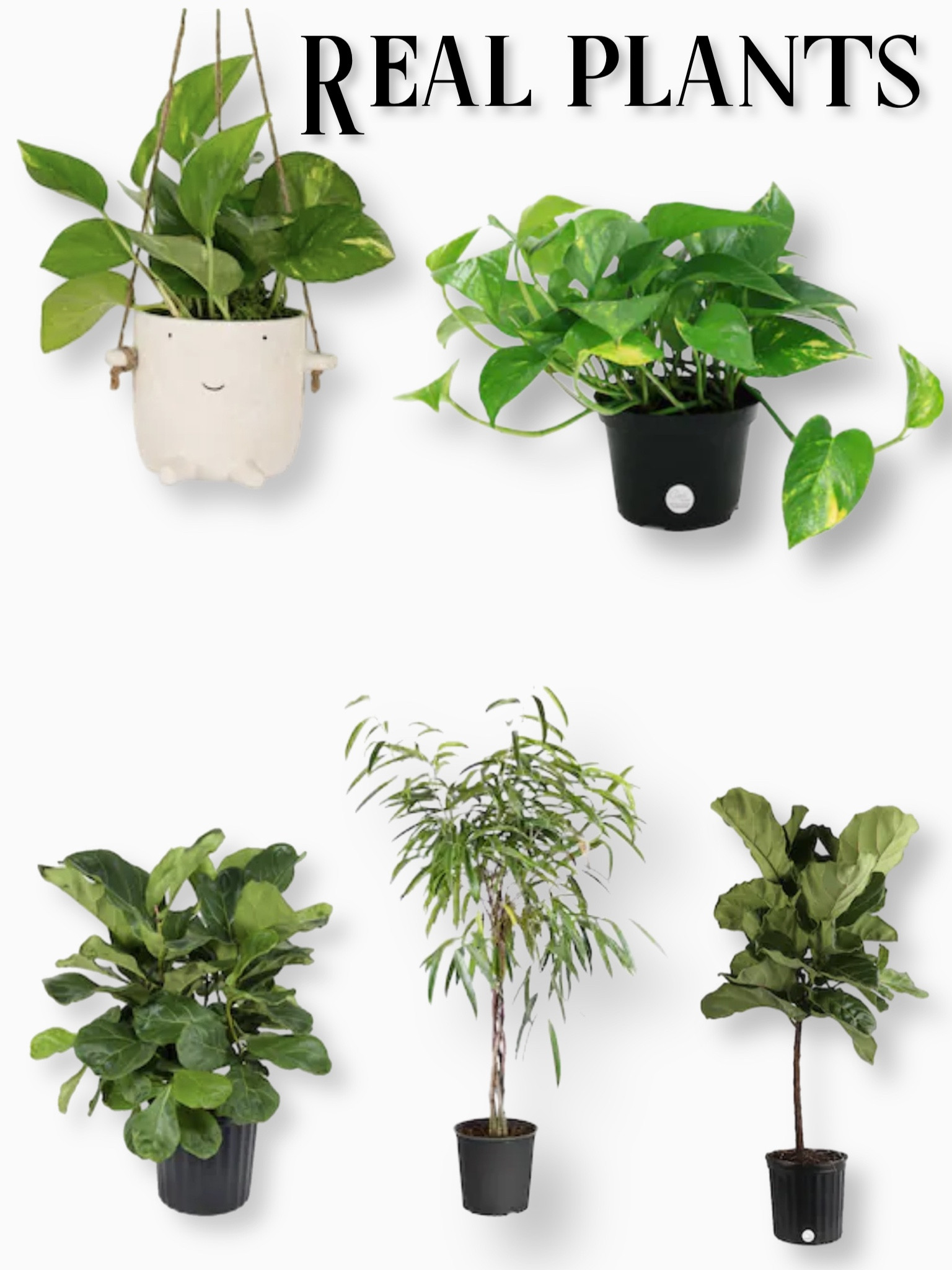 Real indoor plants at lowes 

#LTKSeasonal #LTKFind #LTKhome