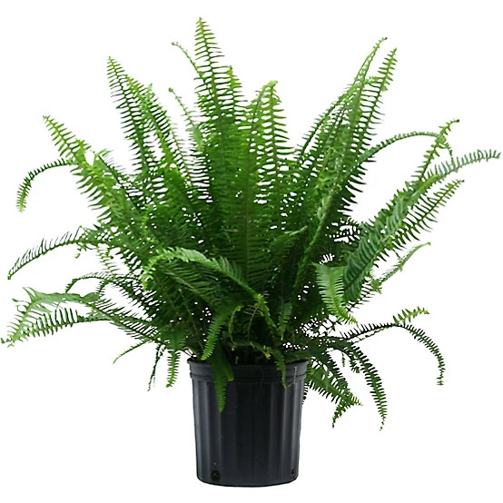 36 in. Potted Kimberly Queen Fern House Plant in 10 in. Grower Pot, 1 pc. | Tractor Supply