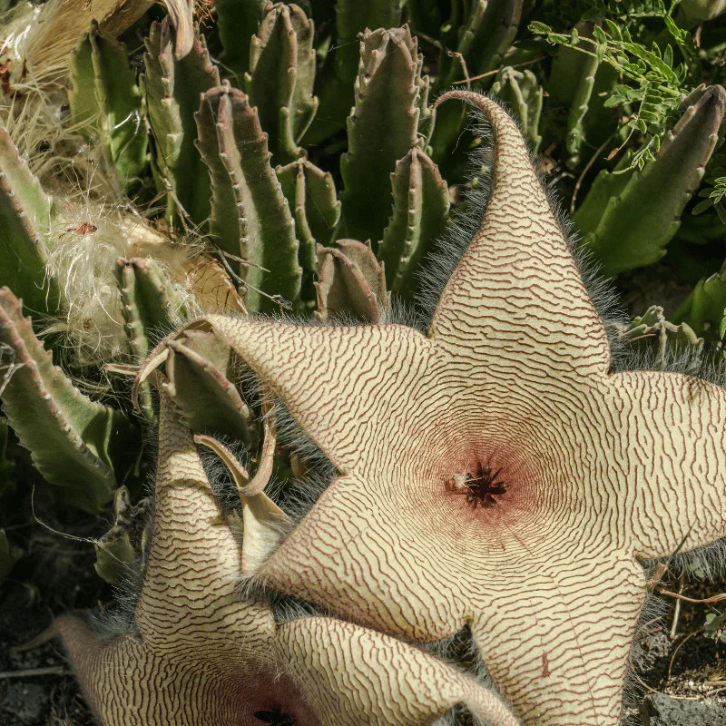 Stapelia Gigantea Zulu Giant Starfish Carrion Flower Succulent | Verdant Lyfe