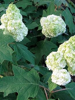 Gatsby Moon™ Oakleaf Hydrangea - 4" Pot - Proven Winners | Amazon (US)