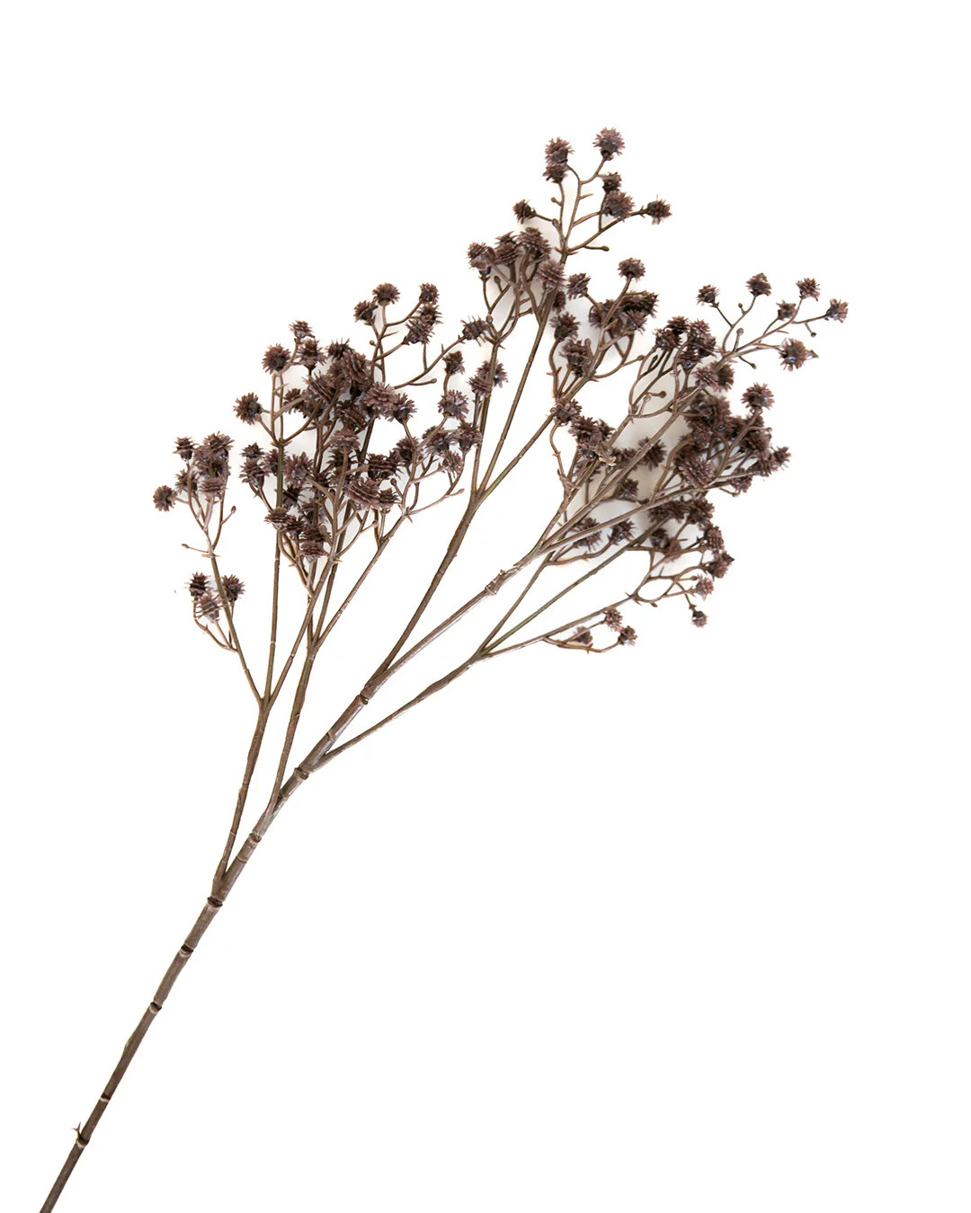 Sugarplum Stem | Elements by Remedy