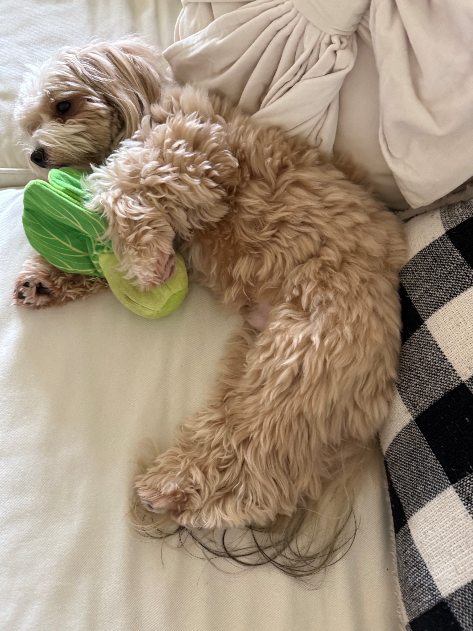Chewie loves his bok choy dog toy! 🥬