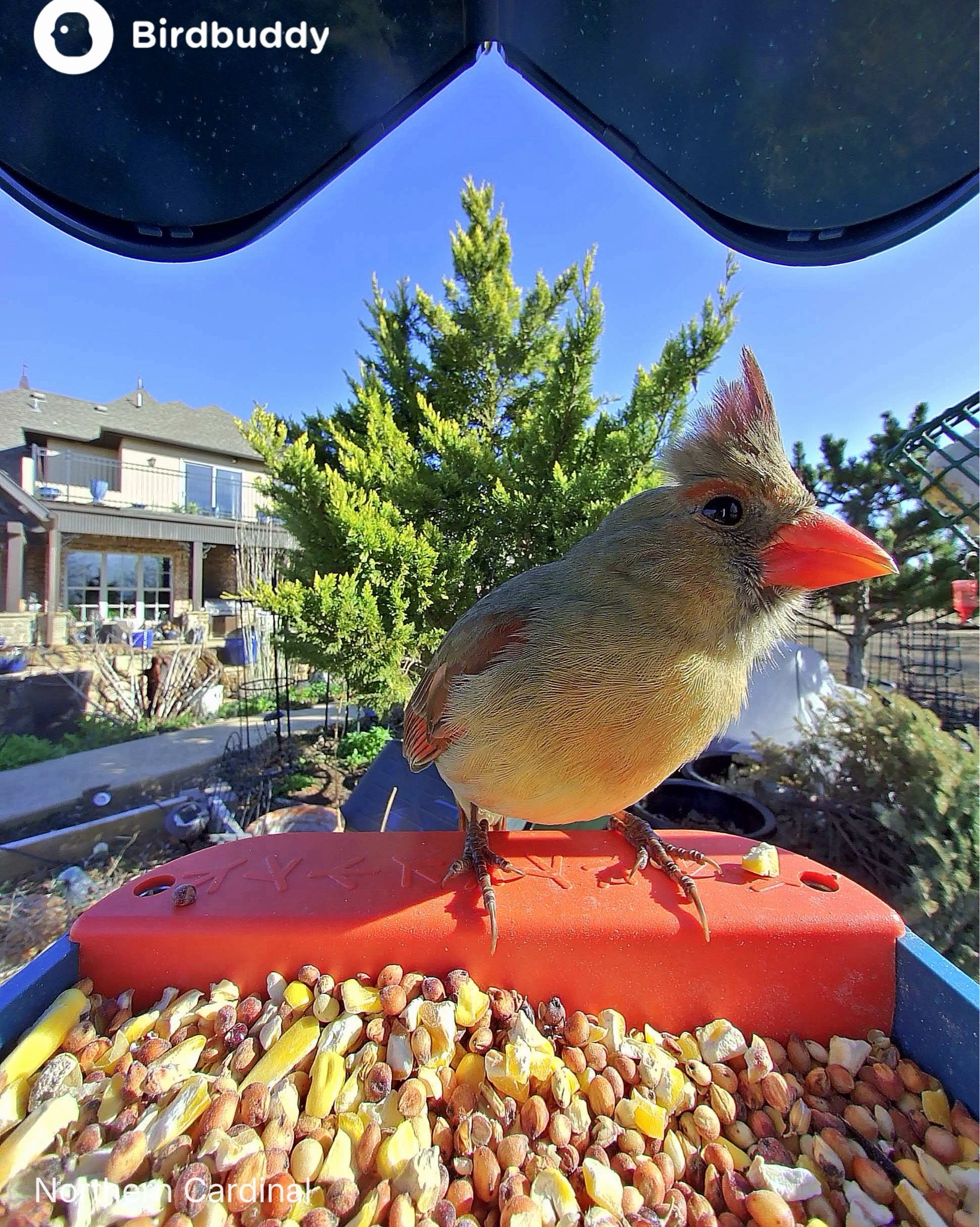 Meet Cardi B!  This Northnern Cardinal visits us often. 
Usually, she’s the life of the party, but this morning? The Birdbuddy is a private club and there is no guest list.🚫🐦
She’s giving maximum main character energy with that mohawk and a "don't even think about it" side-eye. I guess when you're this fabulous, you don't feel like sharing the snack bar!
Birdbuddy Vibe this morning: 
"A balanced breakfast... of pure aggression."
Are your backyard birds friendly or feisty today? 
Let me know if you want me to help you pick out some high-energy birdseed to keep your local "Cardi B" happy!

#LTKHome #LTKmorningroutine #LTKstorytime