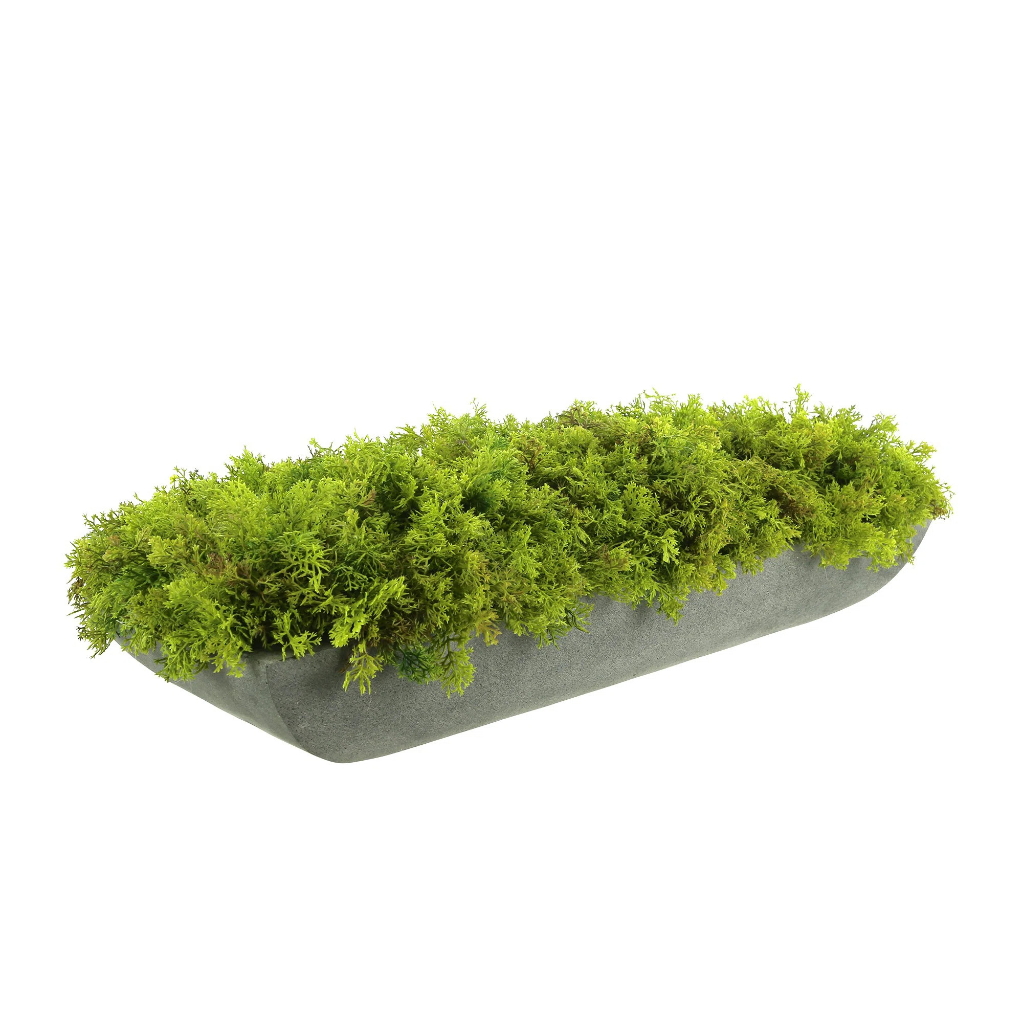 Corder Moss Arrangement In Fiberstone Planter | Wayfair | Wayfair North America