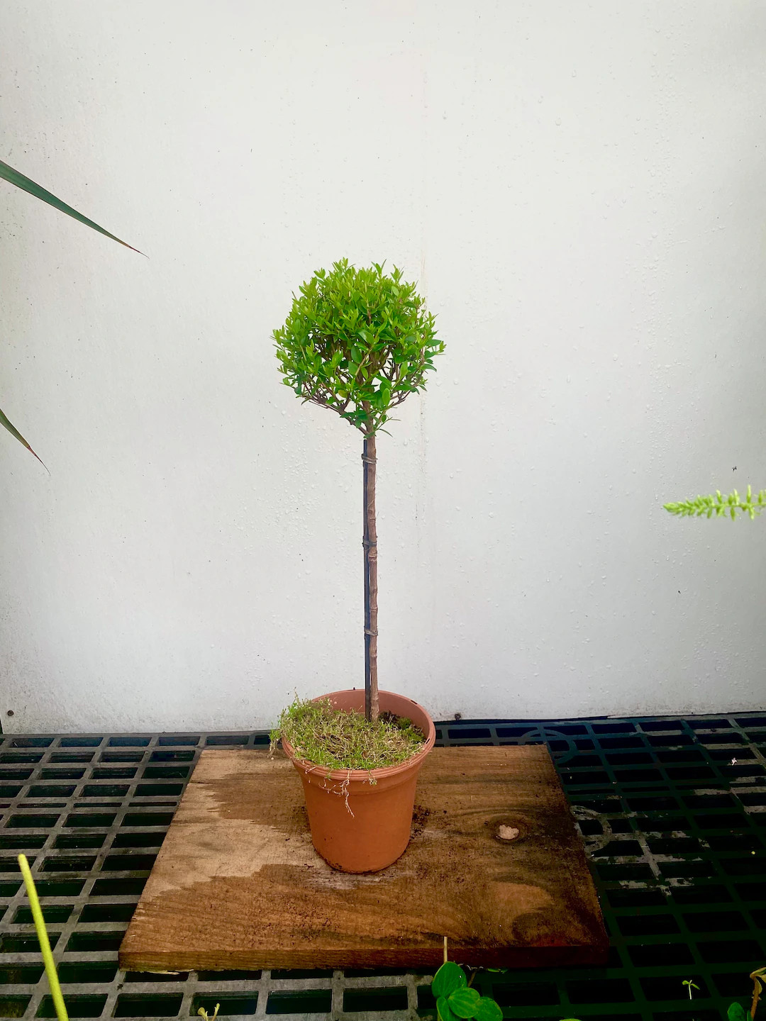Myrtle Romana Topiary in a 6" Pot - Etsy | Etsy (US)