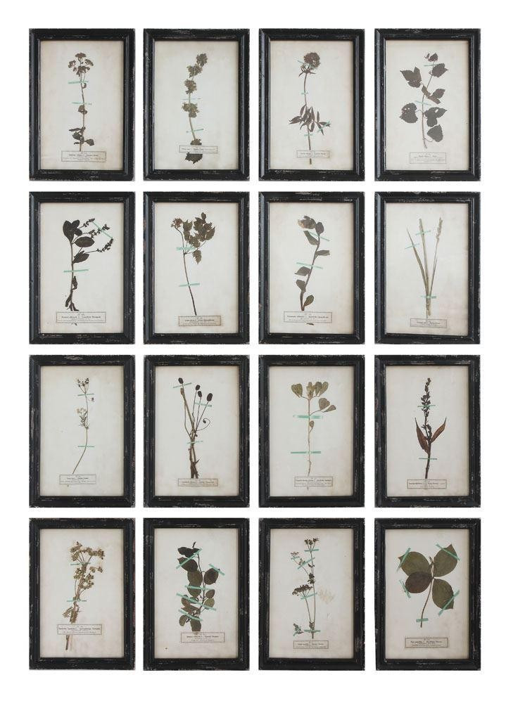 Vintage Reproduction Botanical Print | The Nested Fig