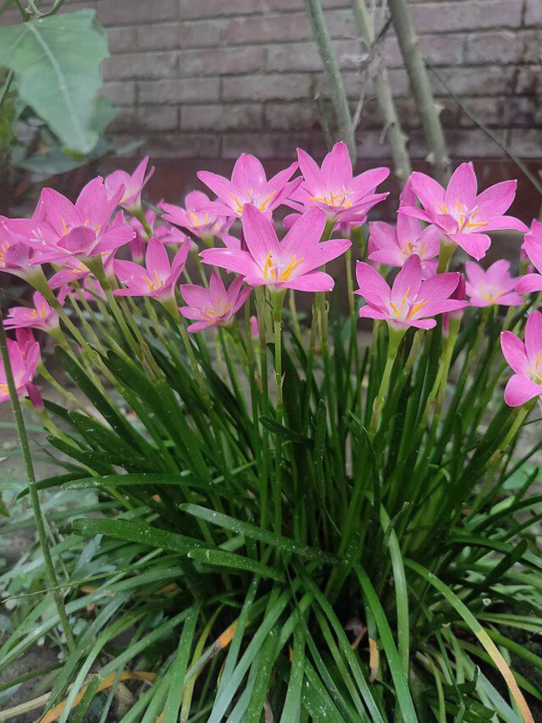 Zephyranthes Rosea | Pink Rain Lily | 10 Seeds - Etsy | Etsy (US)