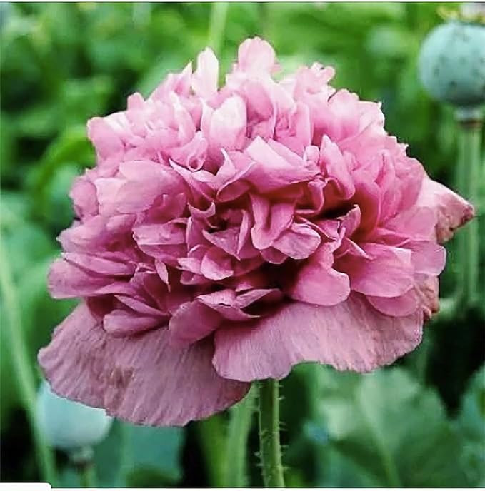 1600 Annual Violetta Blush Poppy Seeds - Tall Mauve Poppy with Black Markings | Amazon (US)