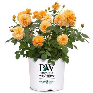 2 Gal. At Last Rose Plant with Sunset-Orange Flowers | The Home Depot