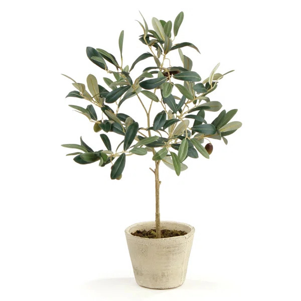 Olive Tree in Pot | Wayfair Professional
