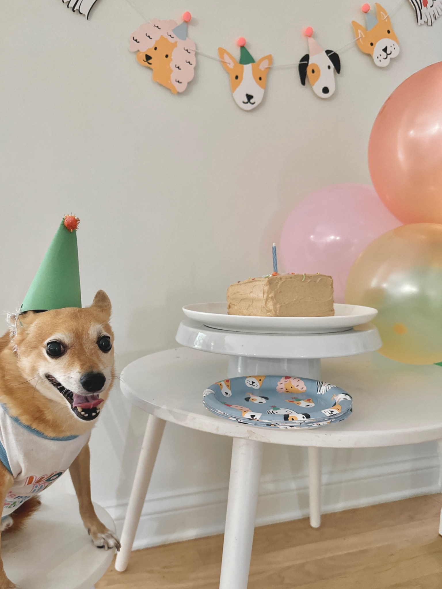 Puppy pawty supplies 🐕🎂