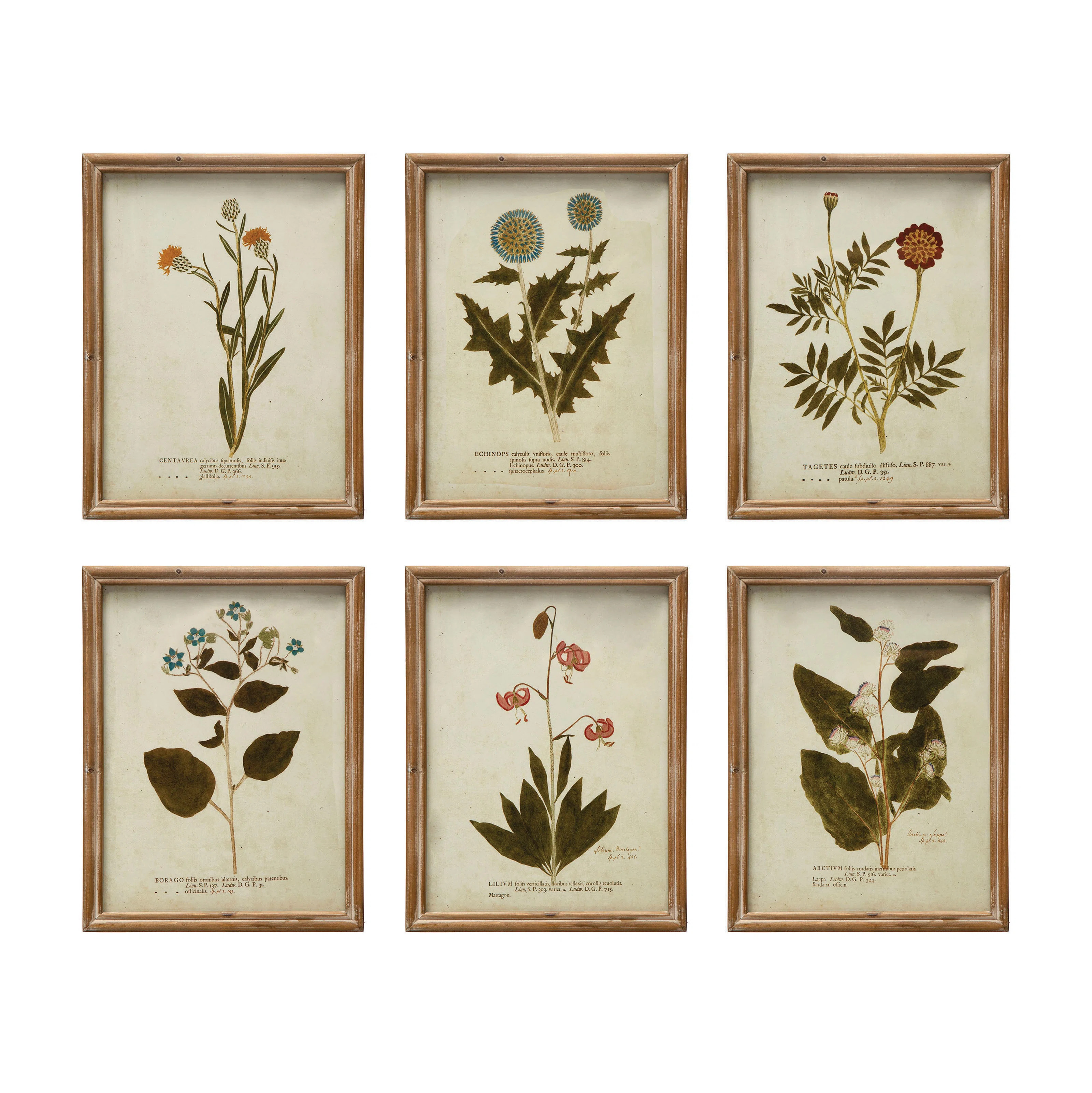 Wood Framed Portraits of Botanical Prints | Wayfair North America