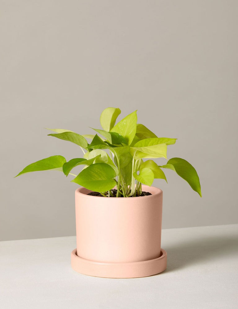 Pothos Neon | The Sill
