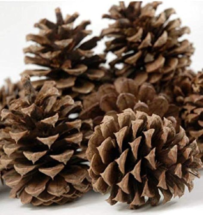 12 Ponderosa Decorative 3" - 5" Pine Cones UNSCENTED Fall Winter Holiday Home Decor Vase Bowl Filler | Amazon (US)
