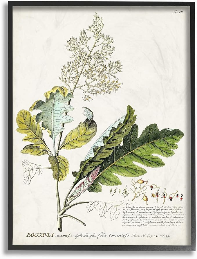 Stupell Industries Botanical Plant Illustration Leaves Vintage Design Black Framed Wall Art, Mult... | Amazon (US)