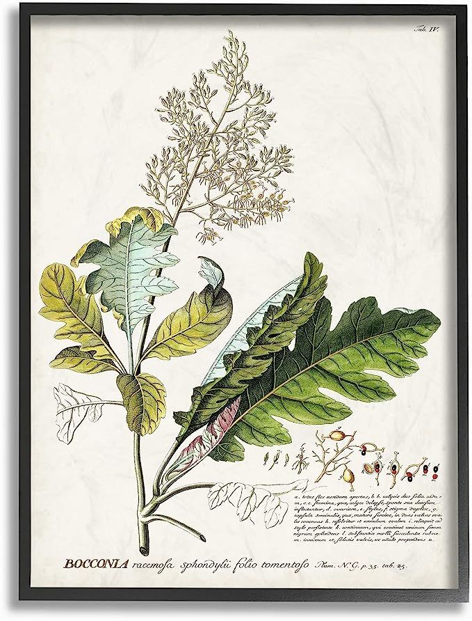 Stupell Industries Botanical Plant Illustration Leaves Vintage Design Black Framed Wall Art, Mult... | Amazon (US)