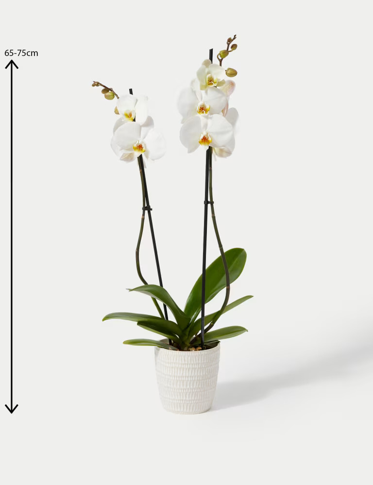 Large White Phalaenopsis Orchid in Ceramic Pot | Marks & Spencer (UK)