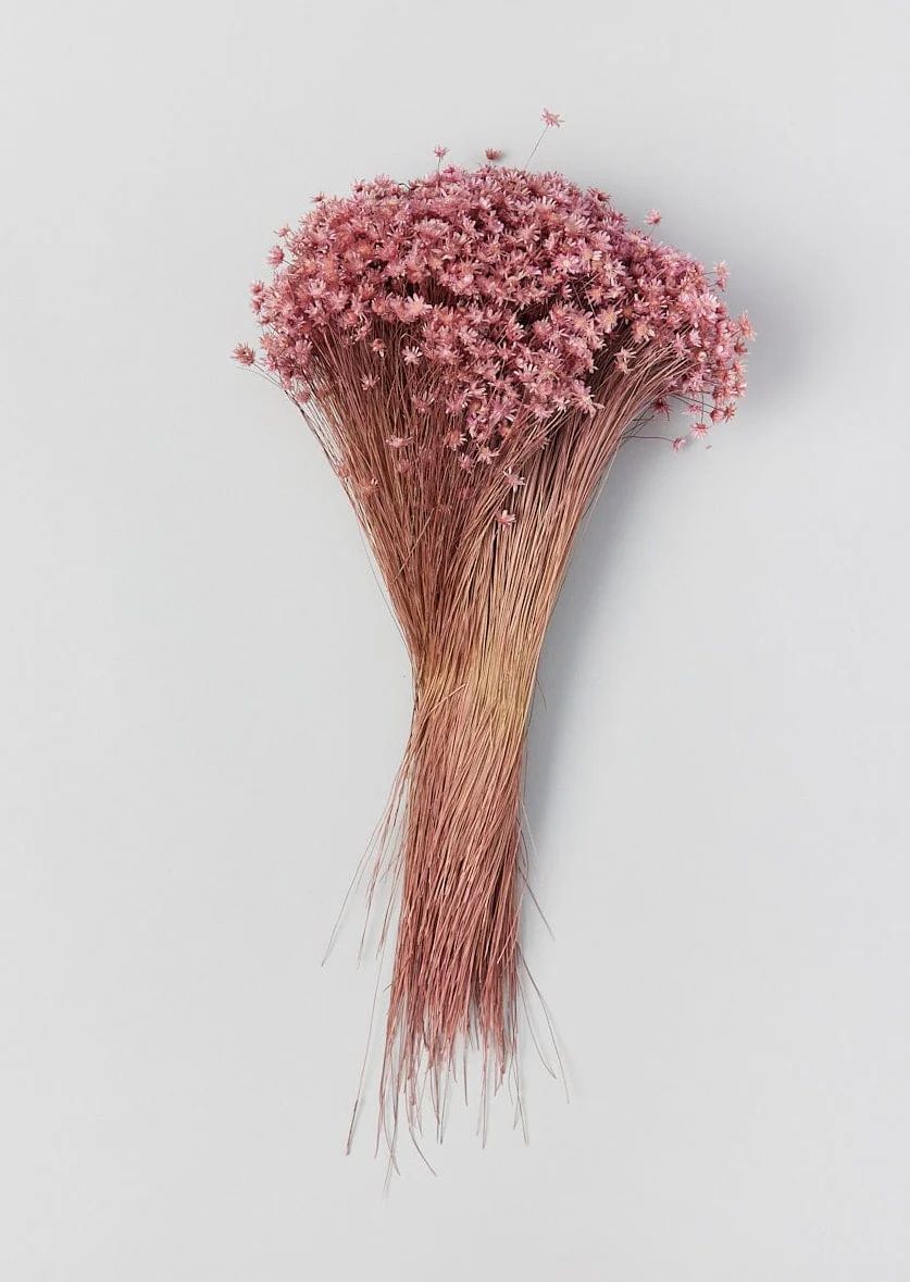 Pink Misty Dried Marcela Star Flower Bundle - 10-14" | Afloral