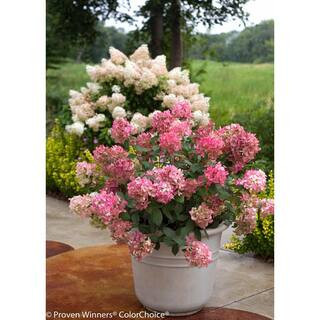 4.5 in. qt. Fire Light Hardy Hydrangea (Paniculata) Live Shrub, White to Pink and Red Flowers | The Home Depot