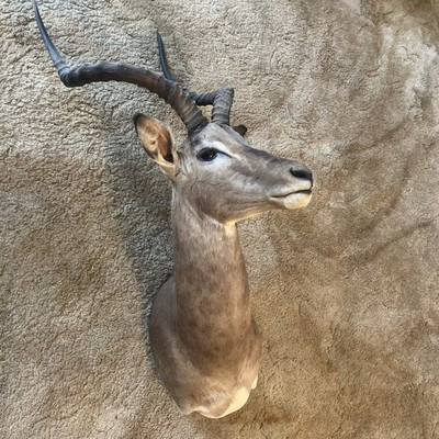 Vintage African Impala Taxidermy Shoulder Mount Cabin Decor | eBay US