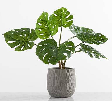 Faux Small Monstera Houseplant | Pottery Barn (US)