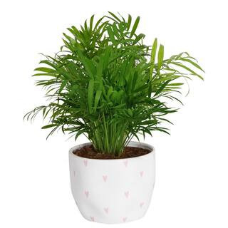 Neanthebella Palm Indoor Plant in 6 in. White and Pink Hearts Ceramic Planter, Avg Shipping Height 1-2 ft. Tall | The Home Depot