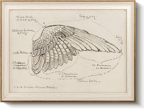 VIYYIEA Framed Bird Wall Art for Living Room, Vintage Anatomical Wing Sketch Canvas Painting, Mod... | Amazon (US)