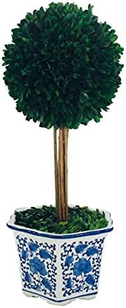 Galt International Preserved Boxwood Topiary Tree in Ceramic Pot - Plant and Table Centerpiece - ... | Amazon (US)