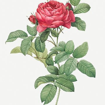 Bridge Rose from - Pierre-Joseph Redouté Pillow | Redbubble (US)