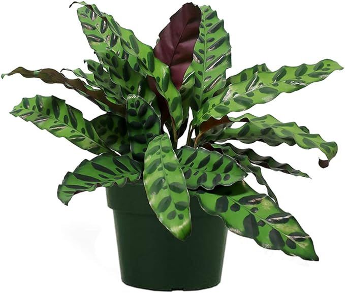 AMERICAN PLANT EXCHANGE Calathea Lancifolia Rattlesnake Prayer Live Plant, 6" Pot, Indoor/Outdoor... | Amazon (US)