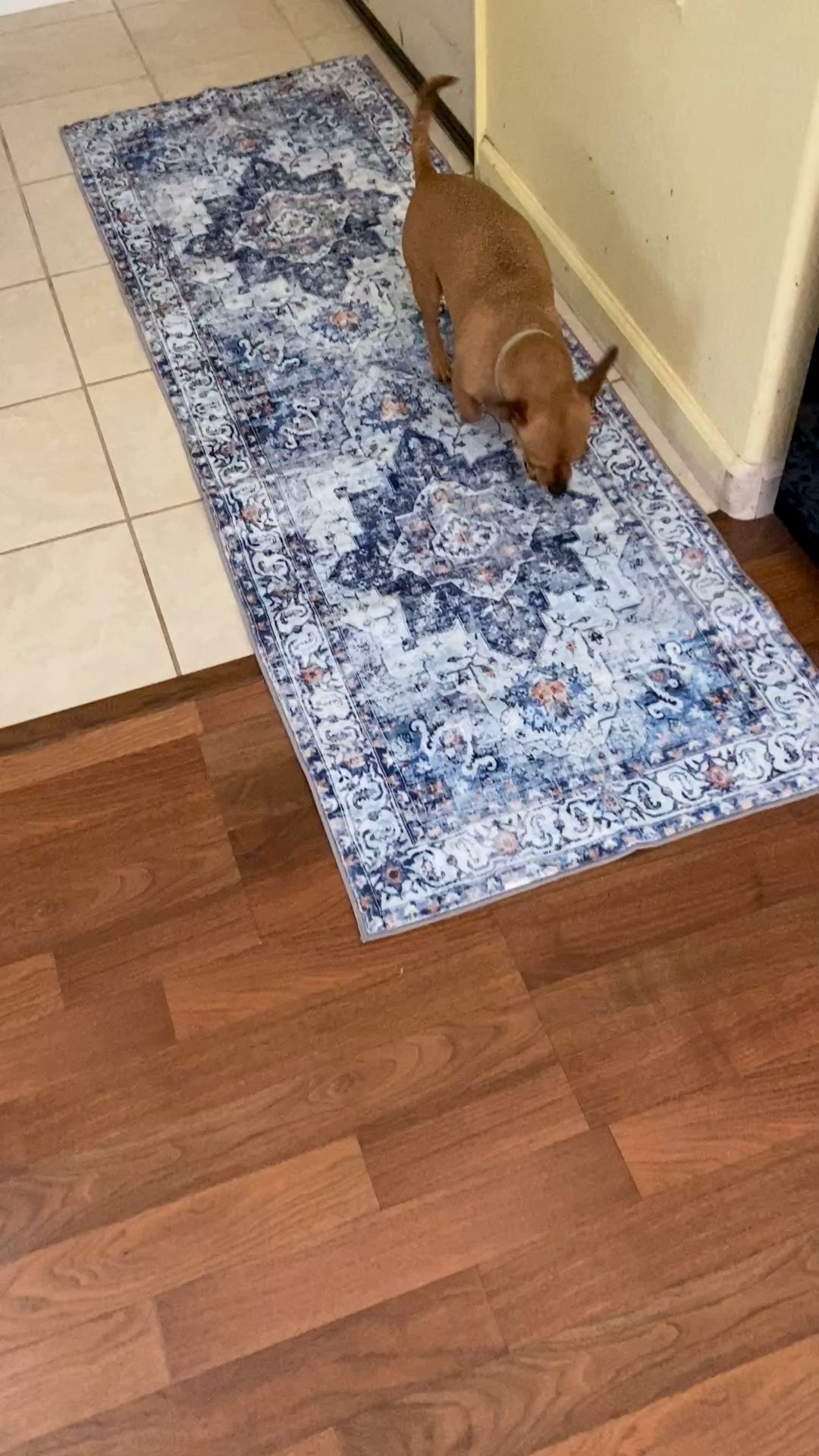 Area rugs that are washable. Perfect for pets feet, soft for your feet, & for a place to take off shoes when coming inside. Plus, our insurance finally agreed to amount for rebuild on flooded kitchen! Be ready for remodel inspiration. New to my profile follow & hit the bell! Glad your here. Do you like pretty entryway rugs?  Non-Slip #doormat #throwrugs #boho #bohothrowrugs #arearugs #washablerugs #entrywayrugs #runnerrug 

#LTKPets #LTKHome