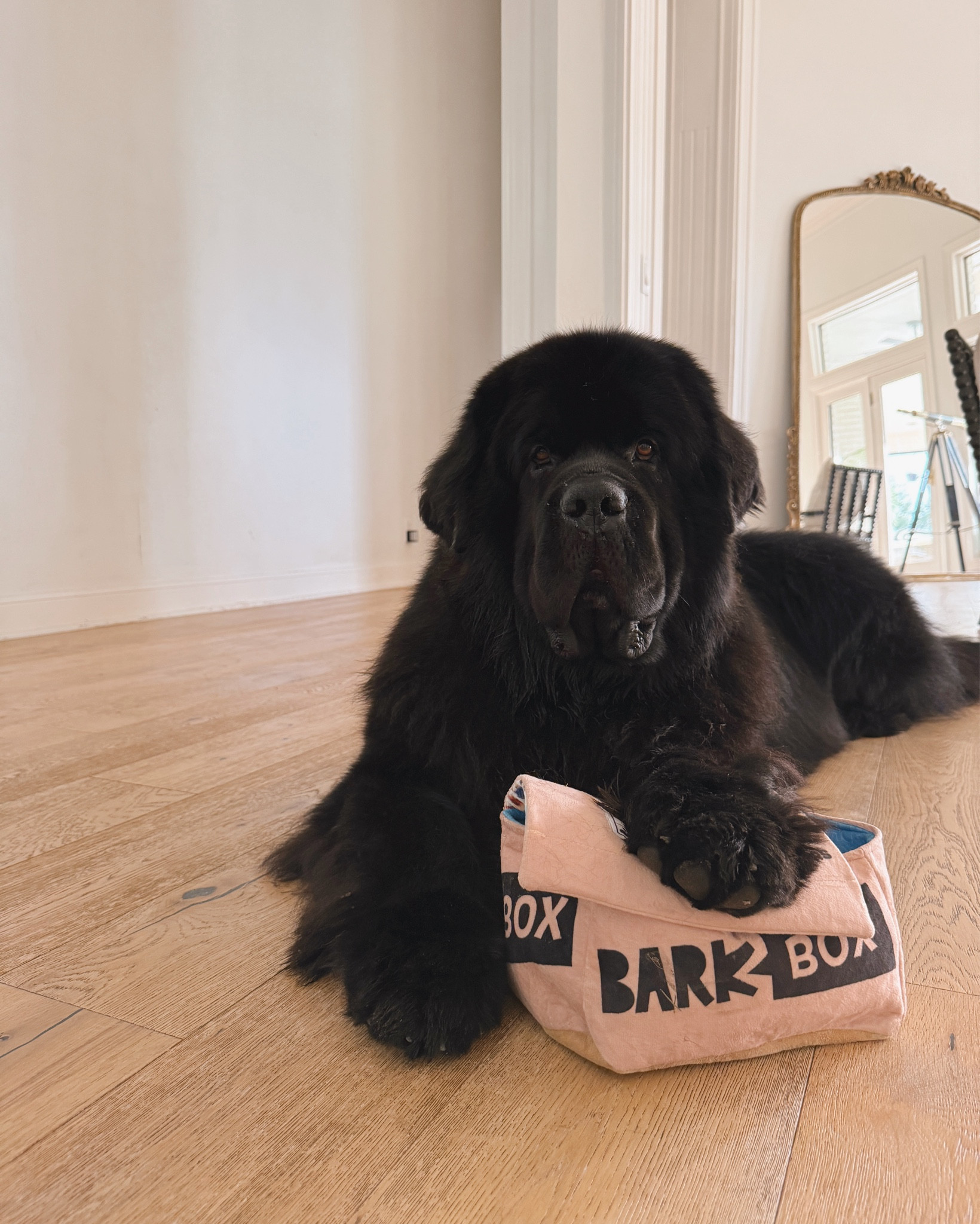 #Ad Kuzco got this stuffed (crinkly) bark box toy of a @barkbox filled with more toys and it’s been a hit!! He loves opening it up and pulling out the toys, and I’ve even hidden some small treats inside for some extra entertainment and enrichment. I’ve linked this exact one and other fun favorites, plus his treats #BarkPartner #BarkCoOwner #ShopDog 

#LTKPets