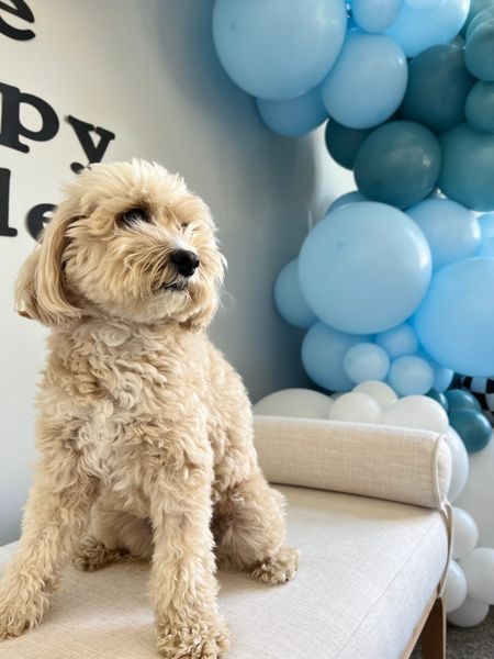 Our one happy dude first birthday celebration for lil bro was a big hit and we fell in love with these gorgeous balloon decorations by @decorbyfayth — I think Honey approved 🐶 Follow @honeyboothecavapoo for all the inspo for your one year old’s birthday party! 🥳


First birthday, checkers, hip, groovy, smiley face, ballon install, balloon art, balloon decor, bench, rattan chair

#LTKFamily #LTKKids #LTKBaby