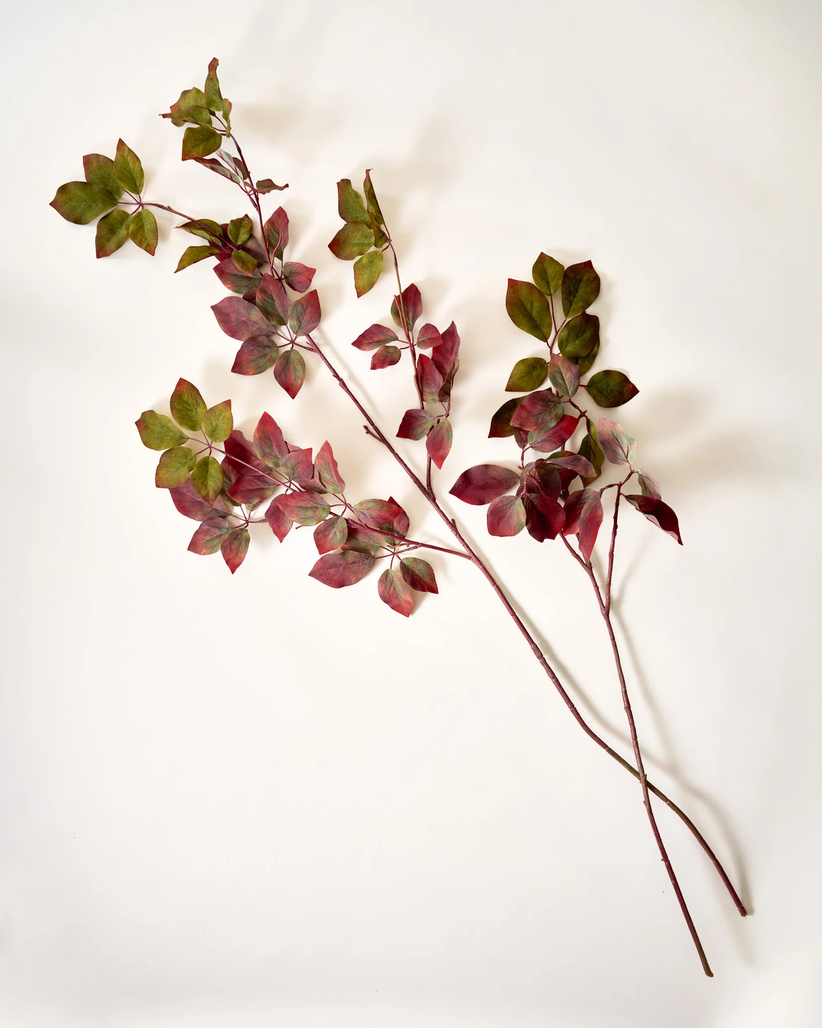 Red-Twig Dogwood Branch | Magnolia