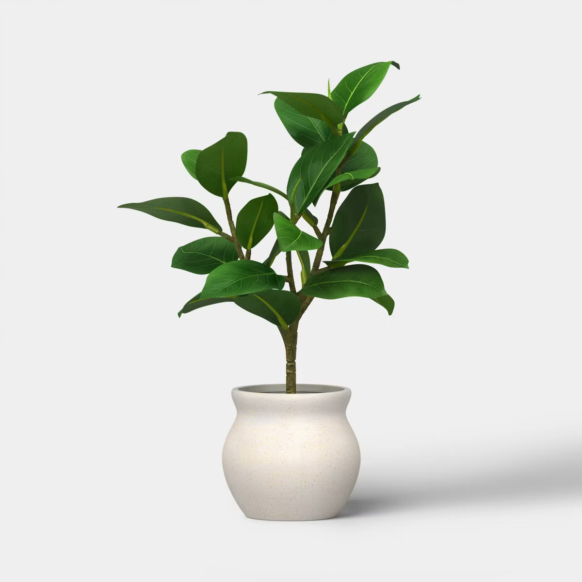 Ficus Plant - Threshold™ | Target