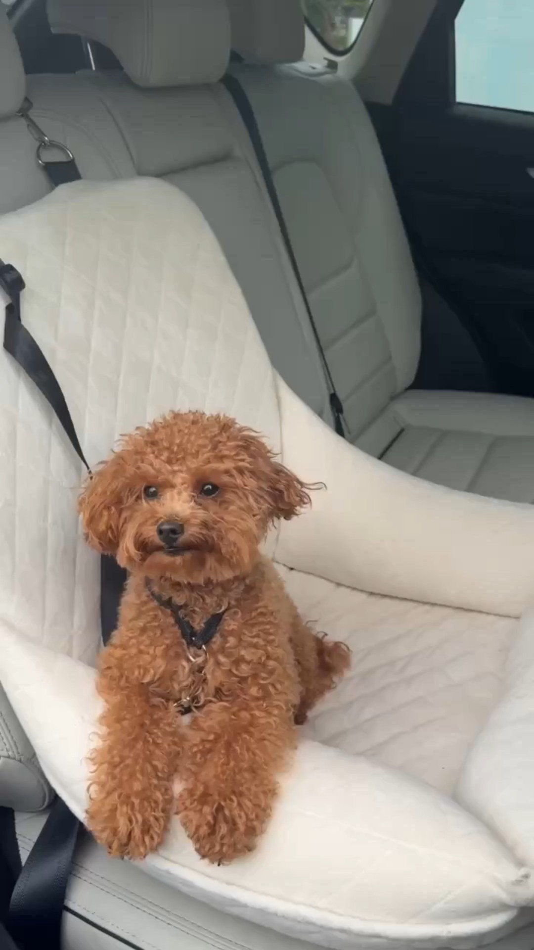 Such a cute gift for any dog lovers out there! Less than $50 on Amazon ✨

Dog essentials, dog accessories, dog mom, car seat, Emmy Petit 

#LTKSaleAlert #LTKFindsUnder50