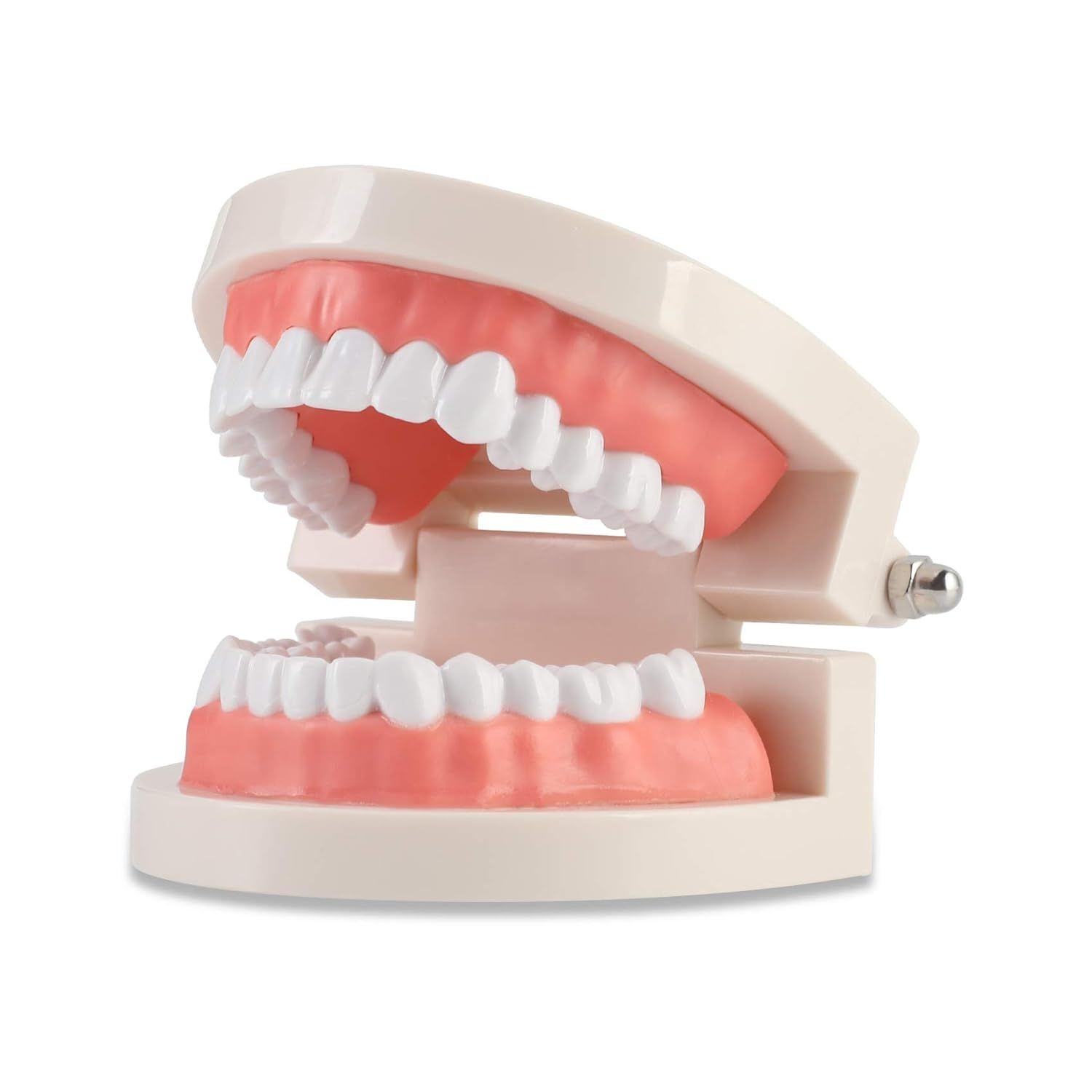 Dental Adult Standard Teeth Model, Typodont Demonstration Denture Model|Mouth Teeth Model Dental ... | Amazon (US)