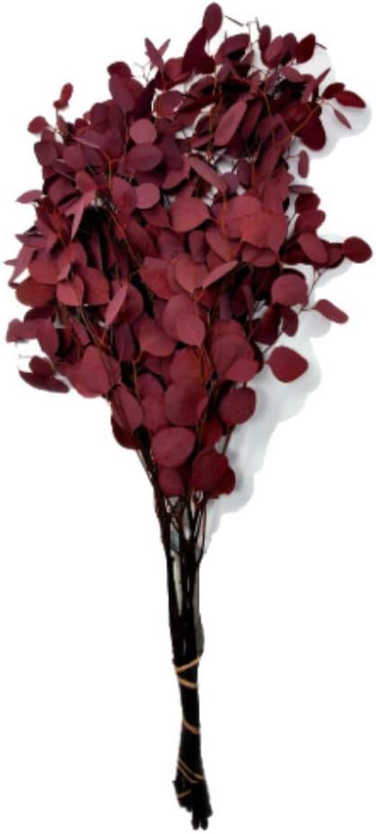 Preserved Silver Dollar Eucalyptus - Red | Amazon (US)