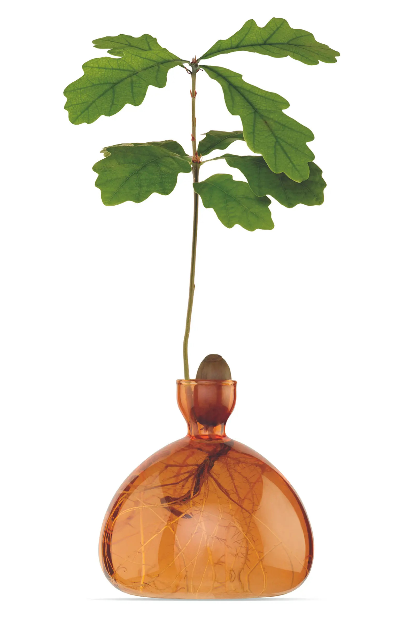 Acorn Vase | Nordstrom