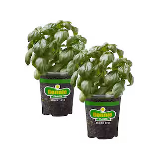 19 oz. Sweet Basil Herb Plant (2-Pack) | The Home Depot
