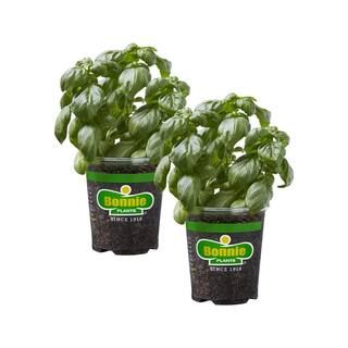 Bonnie Plants 19 oz. Sweet Basil Herb Plant (2-Pack) 202025 - The Home Depot | The Home Depot