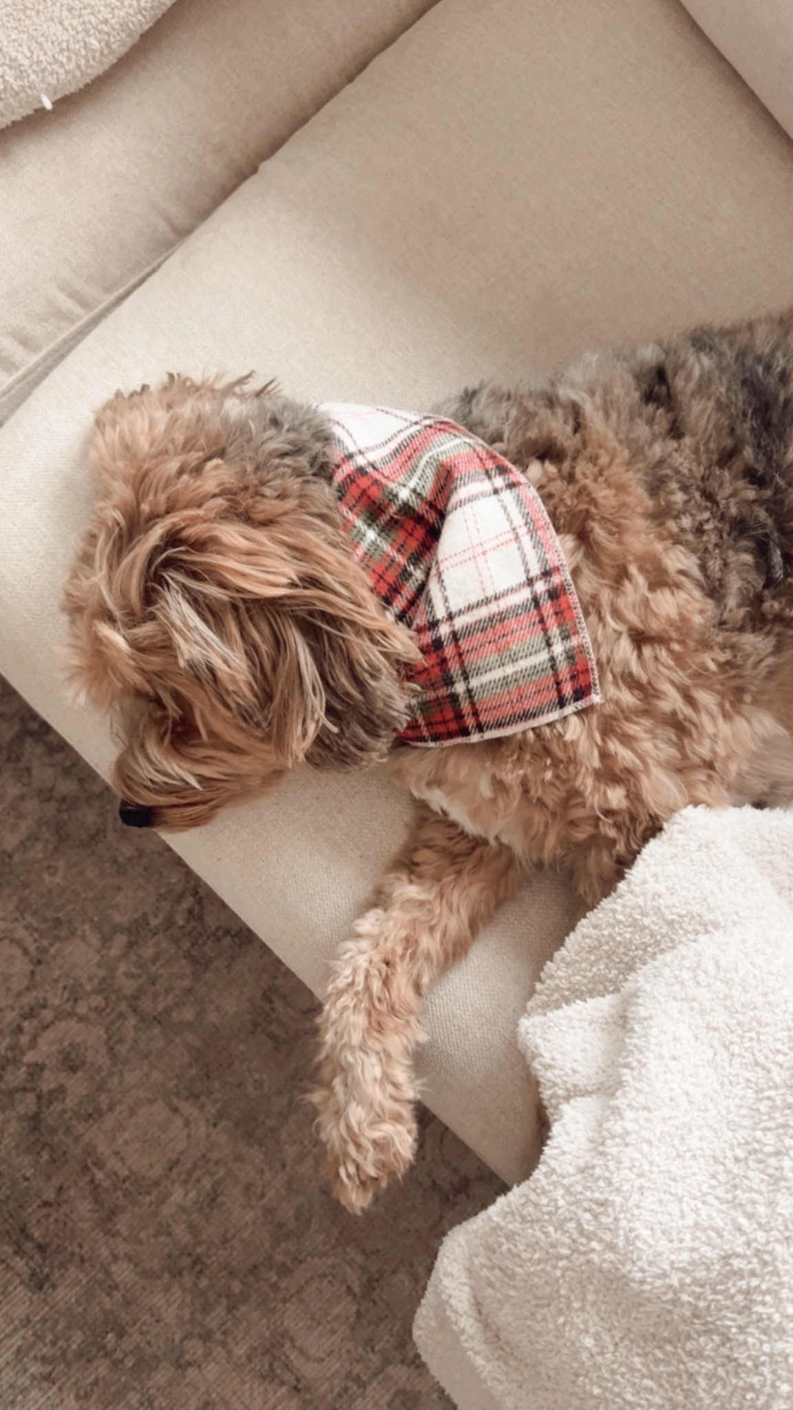 The cutest dog bandana for the holidays.

#LTKSeasonal #LTKHoliday