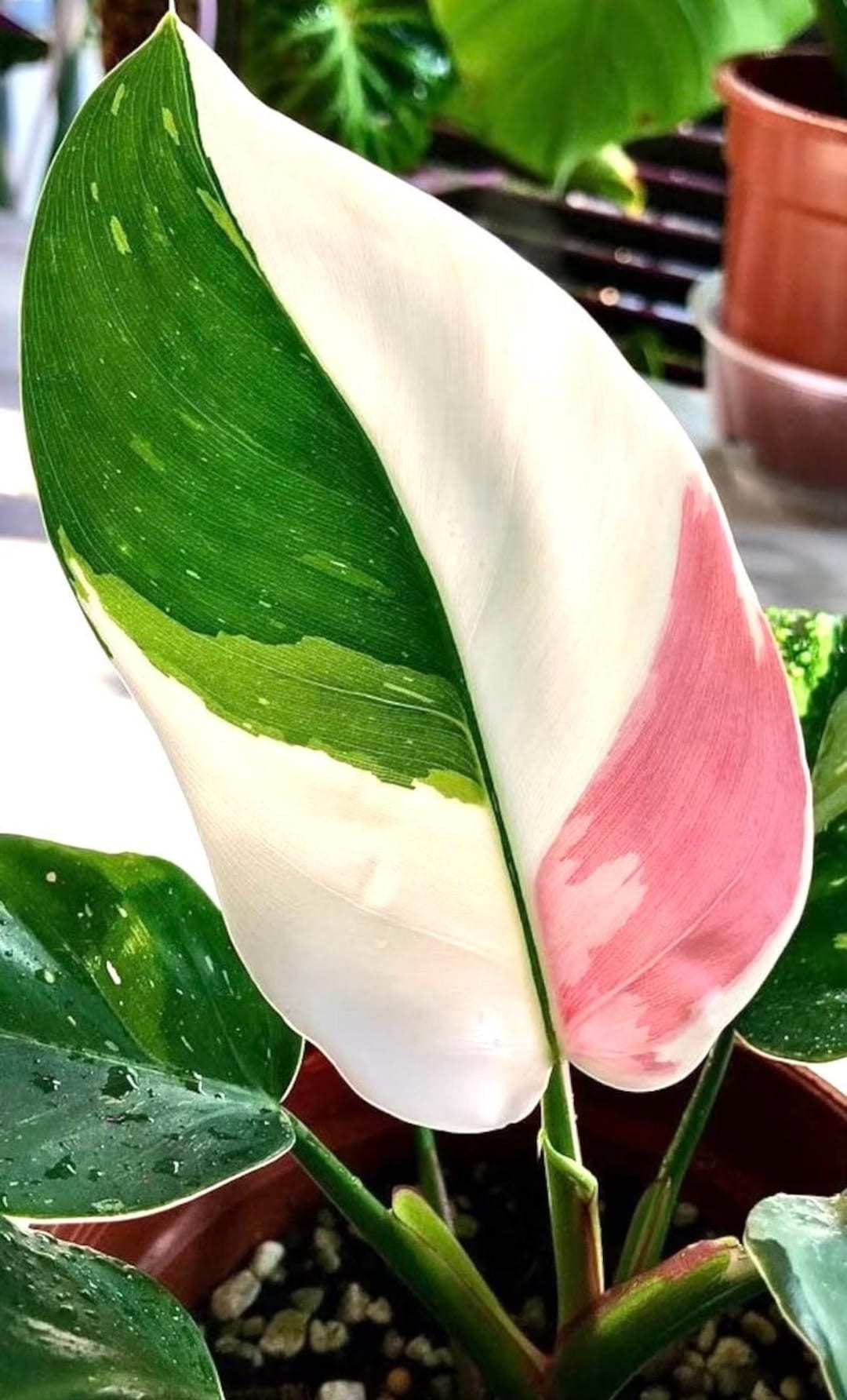 Philodendron White Princess Starter Plant (ALL STARTER PLANTS Require You to Purchase 2 Plants!) ... | Etsy (US)