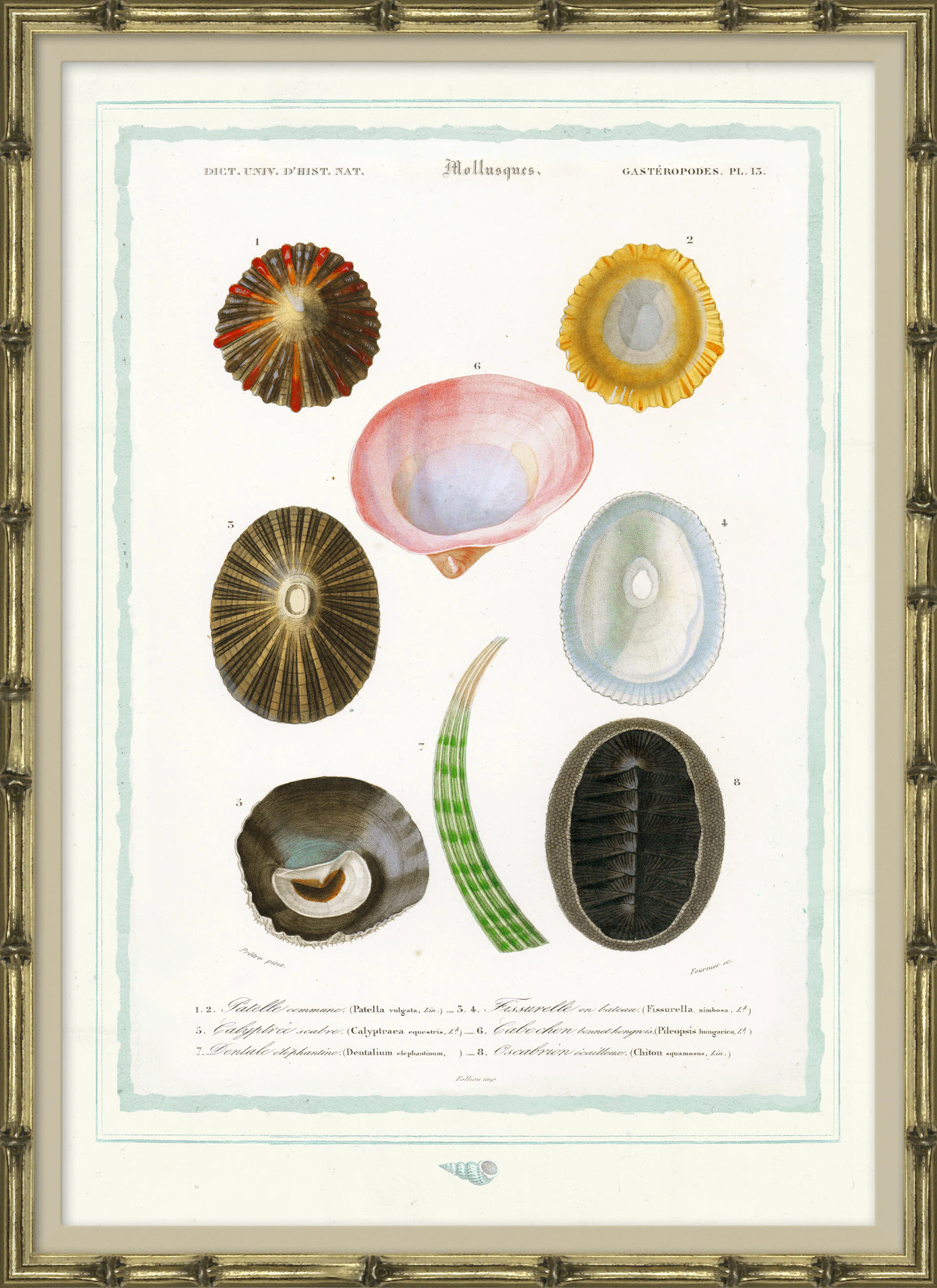 Soicher Marin Seashells - Picture Frame Graphic Art on Paper | Wayfair | Wayfair North America