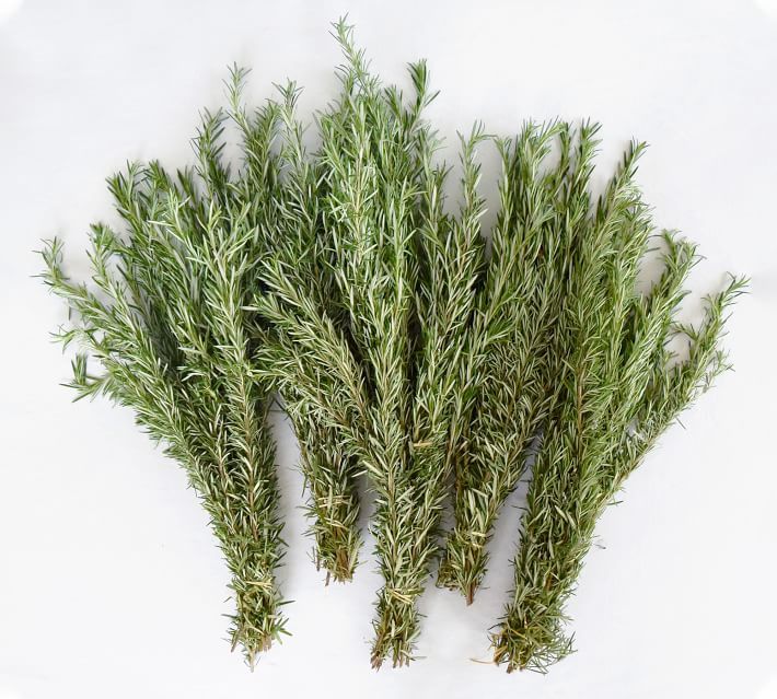 Live Rosemary, 5 Bunches | Pottery Barn (US)