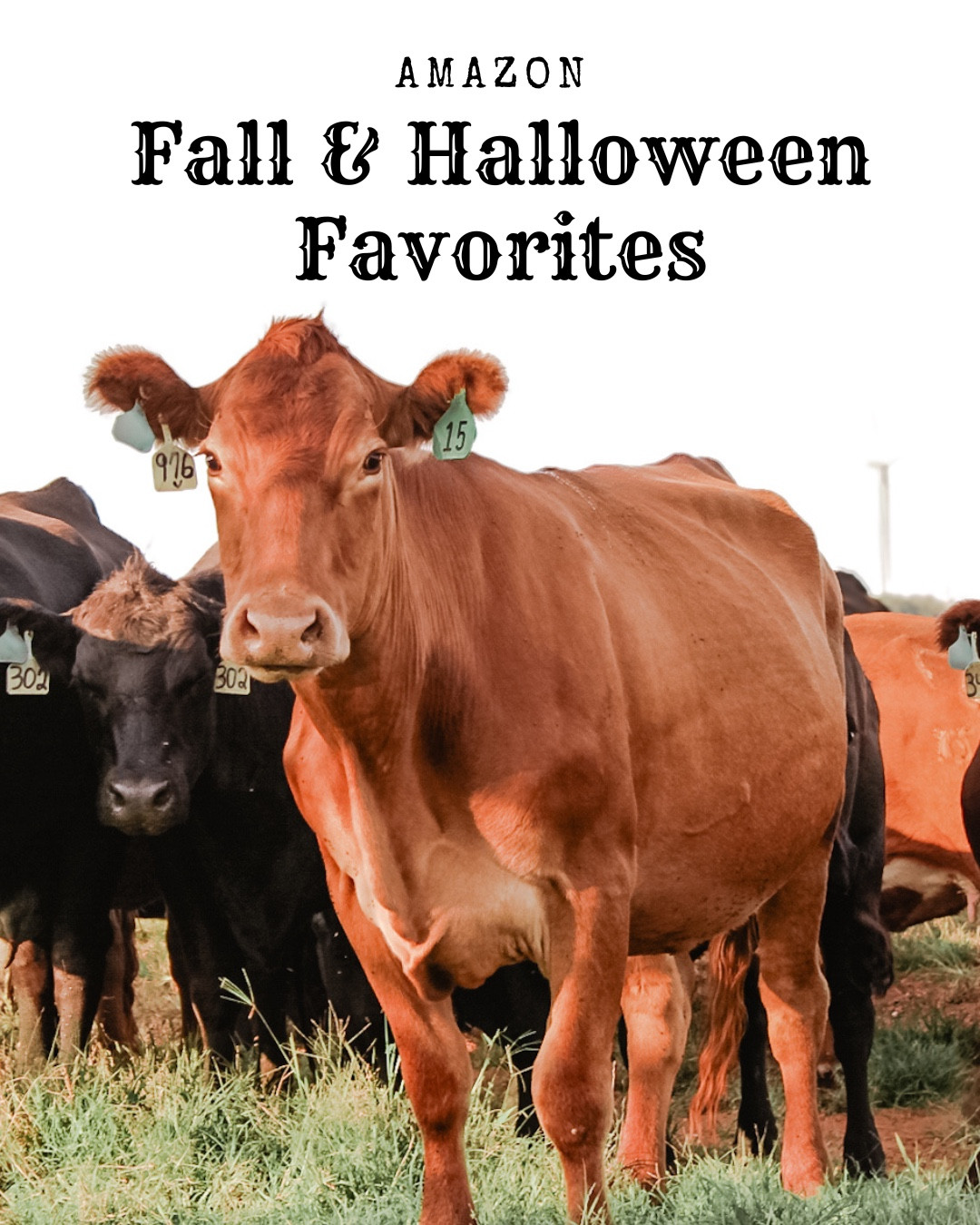 🍁 A few of my favorite fall & Halloween Amazon finds! 🍁