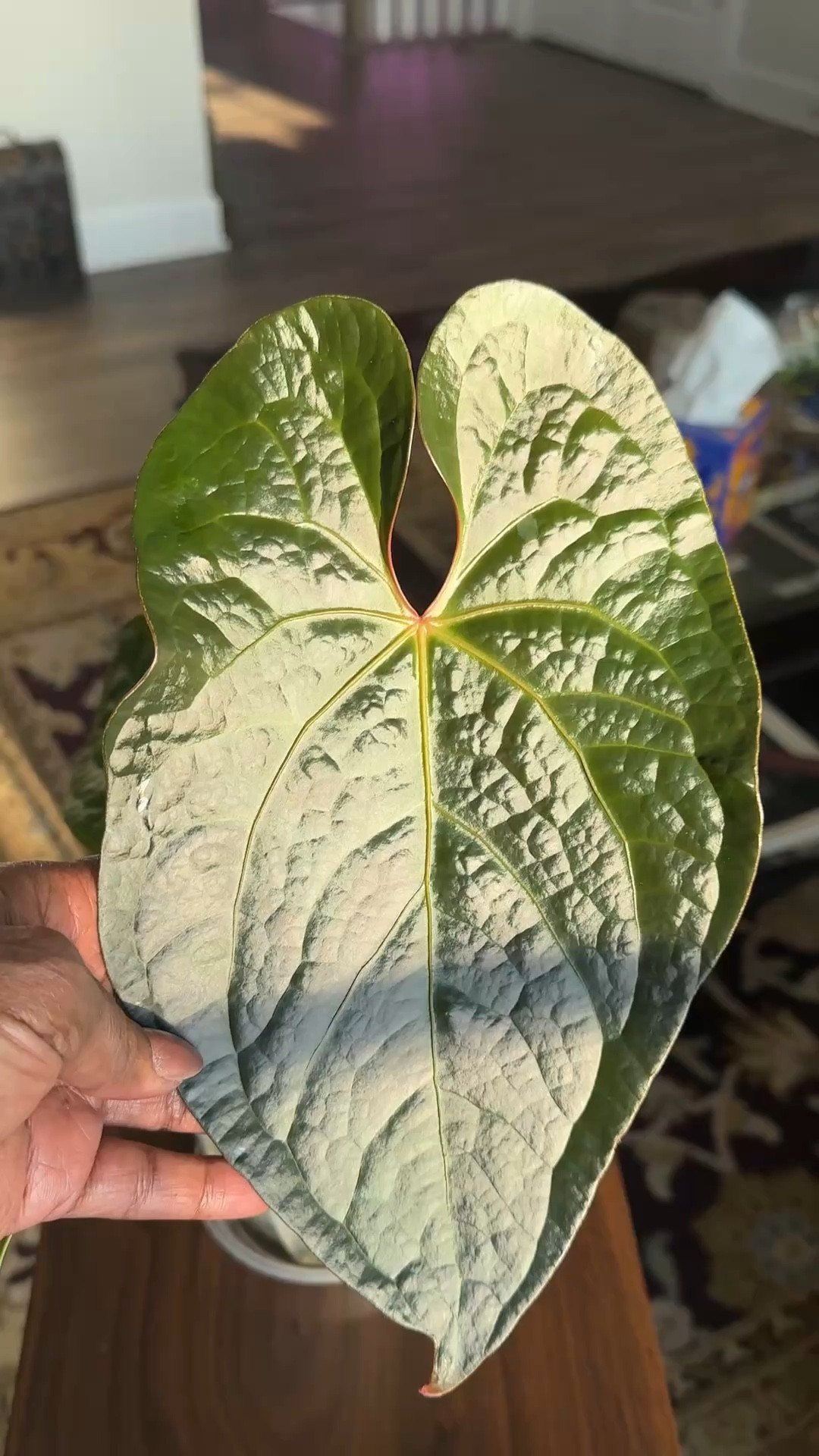 @solsoils to the rescue! My Anthurium Raven Soul was not happy! I had to find out where I went wrong and it was a nutrient issue. Once I switched over to SOL Biotics, she was thriving again. 😝

If your plants are looking sad, try Sol Biotics for a much needed spa day. 🌱🪴