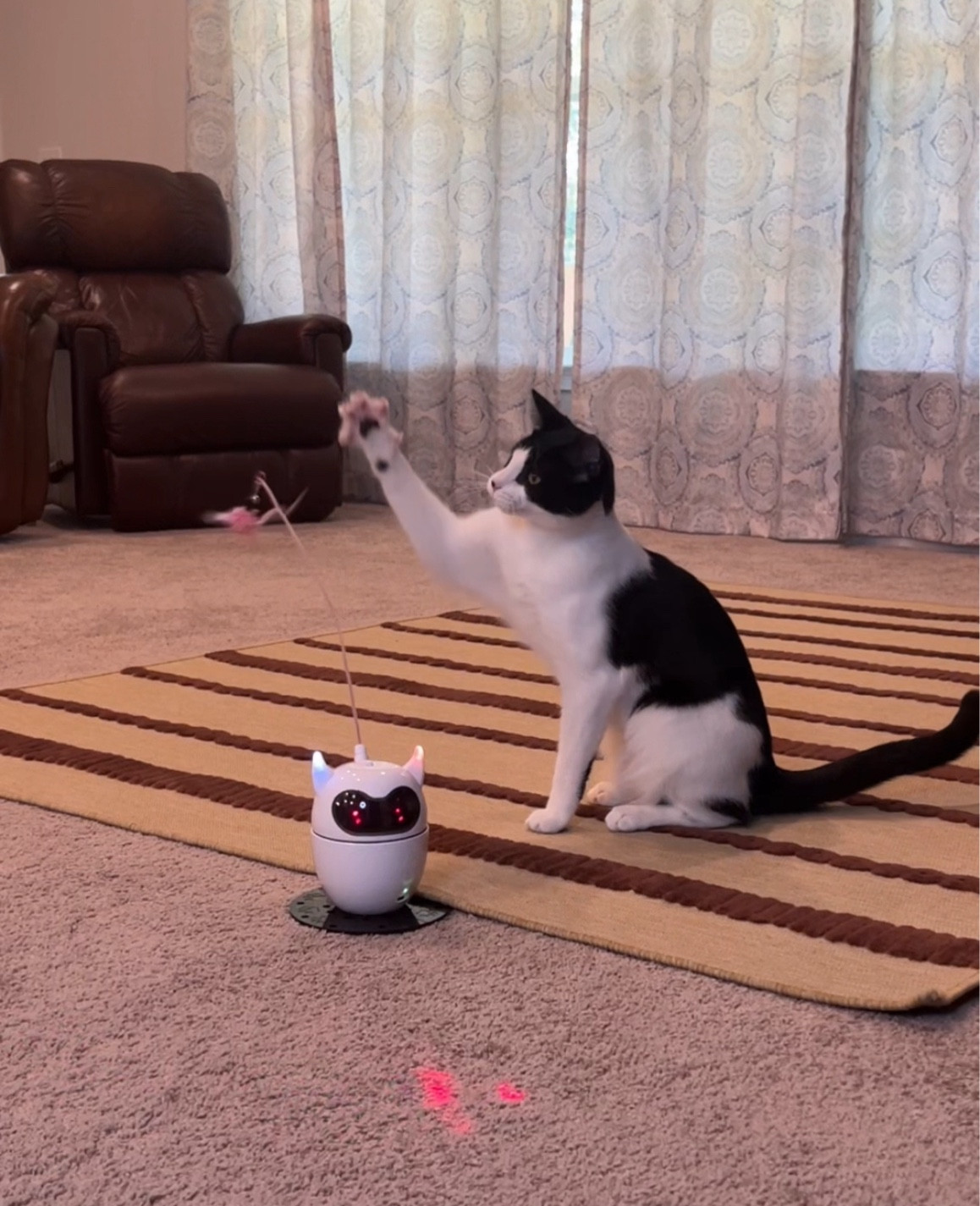 my cat is obsessed with his new cat toy from TBTeek on Amazon!

#LTKGiftGuide