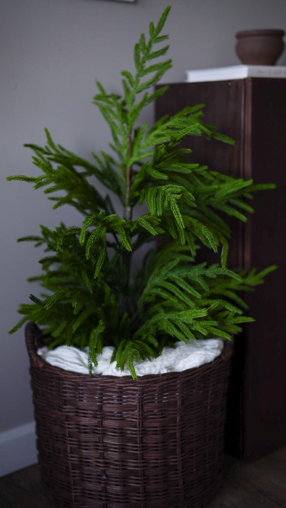 The most beautiful real feel tree for Christmas and all through winter 


•Christmas decor •winter decor •Christmas 2025 •Norfolk pine tree •Christmas tree •moody Christmas 

#LTKFamily #LTKHome #LTKHoliday